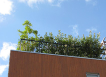 rooftop gardening